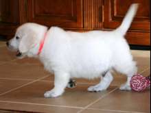 Linda ninhada de golden retrievers