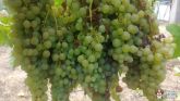 Gostarias participar muma  vindima no Douro?